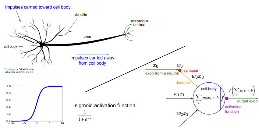 Figure 1: biological neuron vs aritifical neuron from this post